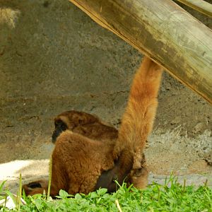 Southern muriqui - Zoo São Paulo