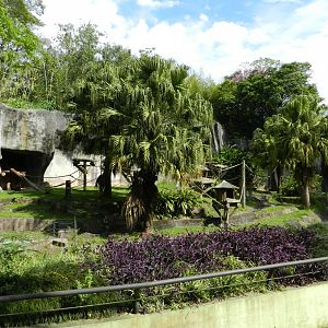 Southern muriqui exhibit - Zoo São Paulo