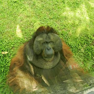 "Sansão", the bornean orangutan - Zoo São Paulo