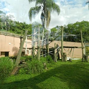 Bornean orangutan exhibit - Zoo São Paulo