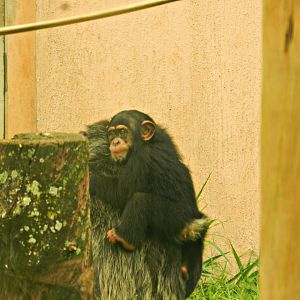 Baby chimp - Zoo São Paulo