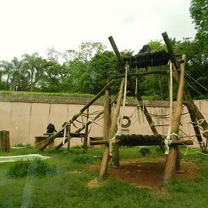 Chimpanzee exhibit - Zoo São Paulo