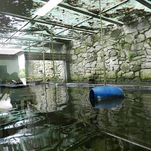 Neotropical otter exhibit - Zoo São Paulo