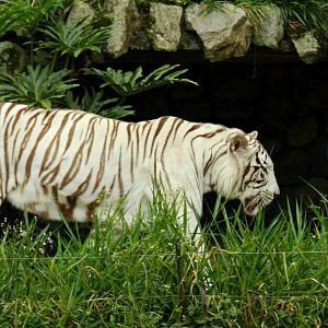 White bengal tiger - São Paulo zoo