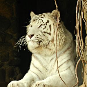 White bengal tiger - São Paulo zoo