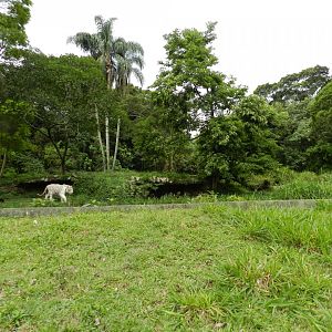 White bengal tiger exhibit - São Paulo zoo