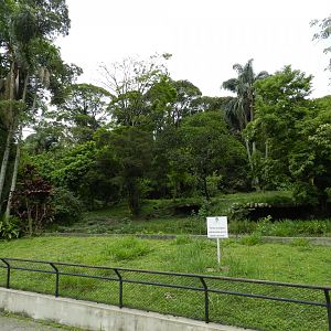 White bengal tiger exhibit - São Paulo zoo