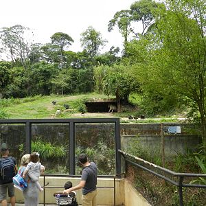 Second white bengal tiger exhibit - São Paulo zoo
