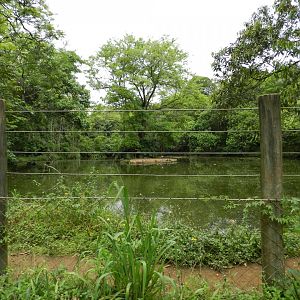Geese, waterfowl and greater rhea enclosure - Zoo São Paulo