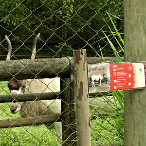 Addax exhibit - Zoo São Paulo