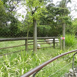 Addax exhibit - Zoo São Paulo