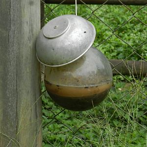 Fly trap - Zoo São Paulo