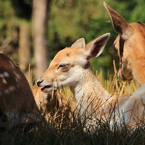 Fallow deer (July 2020)