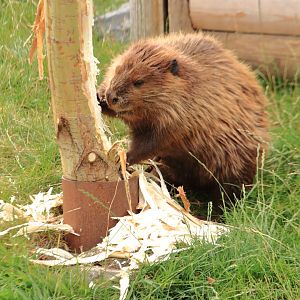 North american beaver (July 2020)