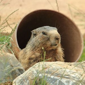 Alpine marmot (July 2020)