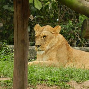 "Erindi", the lioness - Zoo São Paulo