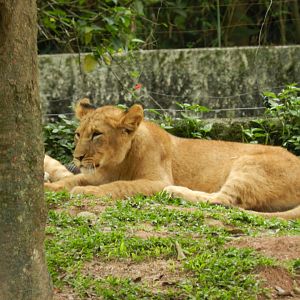One of the two juvenille lionesses - Zoo São Paulo