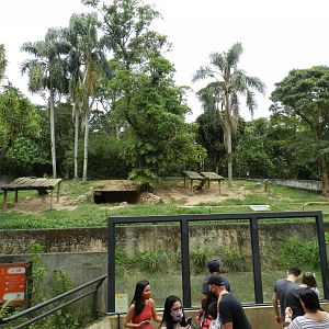 African lion exhibit - Zoo São Paulo