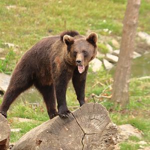European brown bear (July 2020)