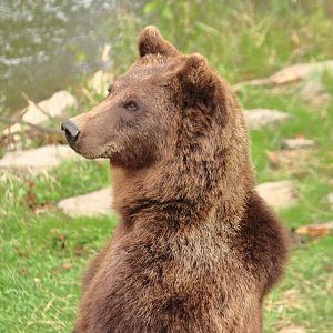 European brown bear (July 2020)