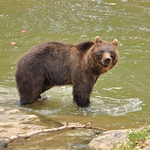 European brown bear (July 2020)