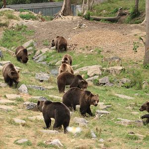 European brown bears feeding (July 2020)