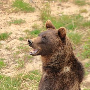 European brown bear (July 2020)