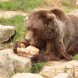European brown bear (July 2020)