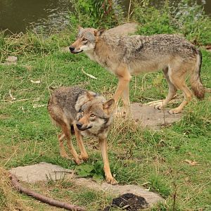 European wolf (July 2020)