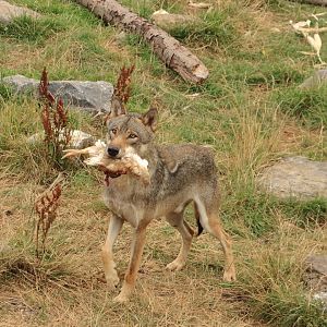 European wolf (July 2020)