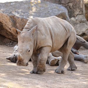 White rhino calf (July 2020)