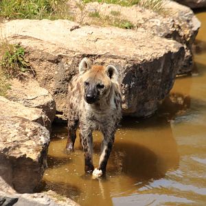 Spotted hyena (July 2020)