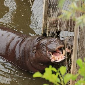 Pigmy hippo (July 2020)