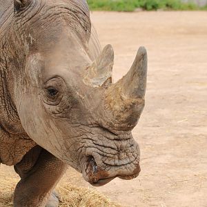 White rhino (July 2020)