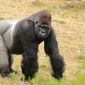 Lowland gorilla (July 2020)