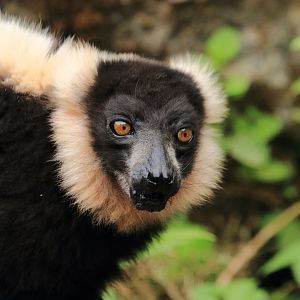 Black-and-white ruffed lemur (July 2020)