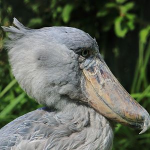 Shoebill (July 2020)