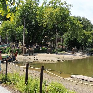 Asian elephant bathing area at the lake (July 2020)