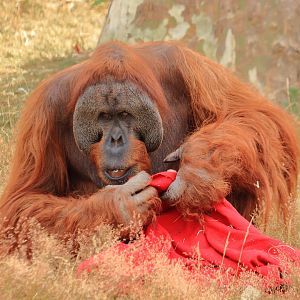 Sumatran orang-utan (July 2020)