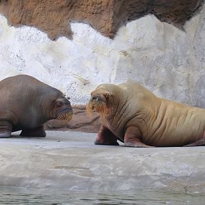Pacific walrus (July 2020)