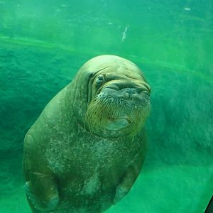 Pacific walrus (July 2020)