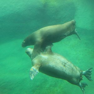 Pacific walrus (July 2020)