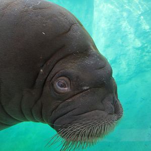 Pacific walrus (July 2020)