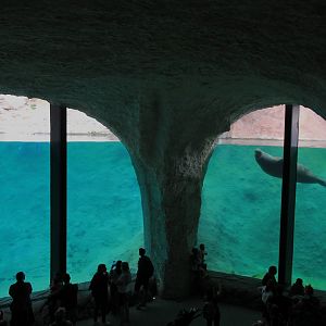 Pacific walrus & polar bear under water viewing (July 2020)