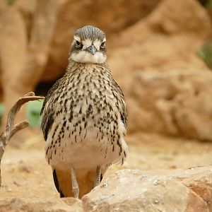 Bush thick-knee, October 2020