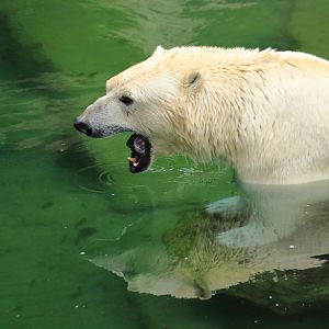 Polar bear (July 2020)