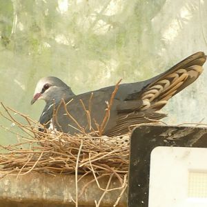 Wonga pigeon, October 2020