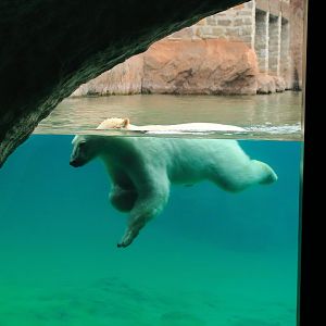 Polar bear (July 2020)