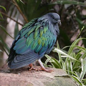 Nicobar pigeon, October 2020
