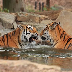 Siberian tiger (July 2020)